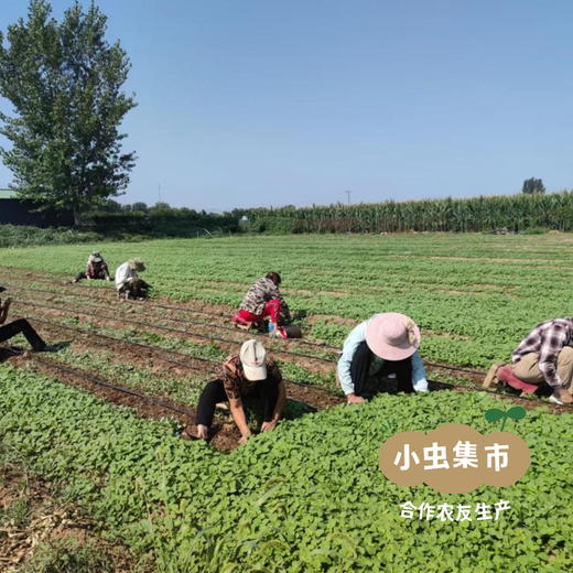 河南生态自选蔬菜包（乌塌菜/上海青/小黄姜/娃娃菜//甜菜根/黄心菜/羽衣甘蓝/西蓝花）3/5斤 | 合作农友生产，产自河南平顶山，生产者：梁贤峰 *【公平贸易农人定价】 商品图4