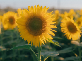  科学验证：6个被认为是“浪费时间”的行为，好处意想不到！ 