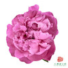 芍药 卡尔 1枝/扎 商品缩略图1