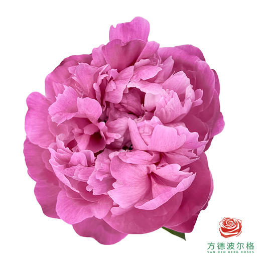 芍药 卡尔 1枝/扎 商品图1