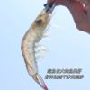 响鲜食记盐田有机熟虾（预售：预计15号发货） 商品缩略图5
