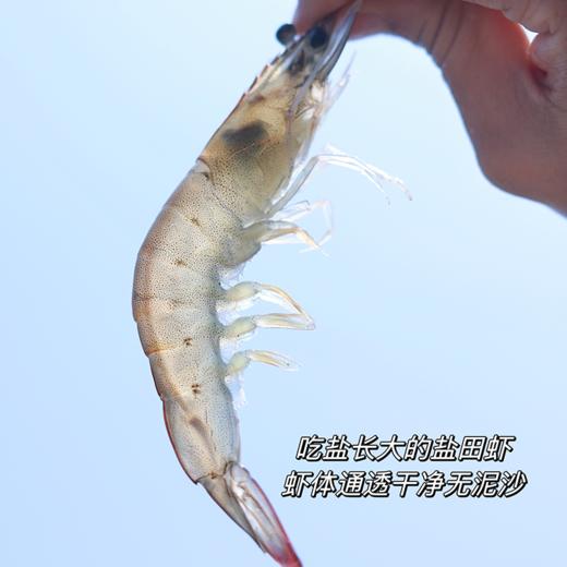 响鲜食记盐田有机熟虾（预售：预计15号发货） 商品图5