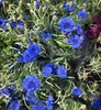 矢车菊·蓝色 商品缩略图0