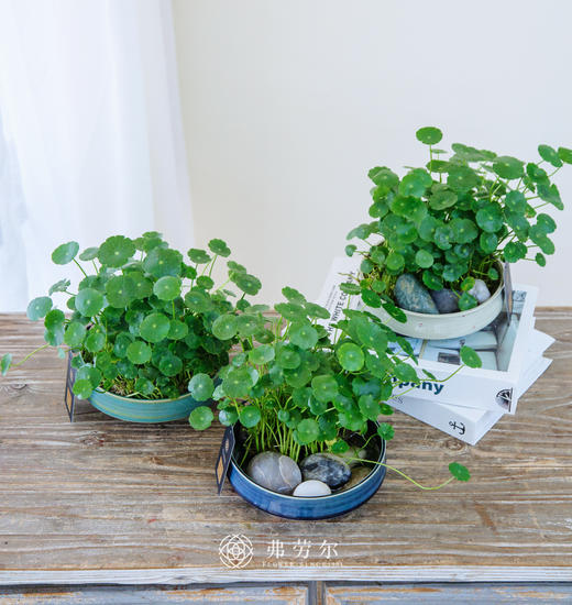 水培铜钱草 商品图0