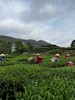 客家清凉山绿茶  头春嫩茶  传统工艺柴火炒制  香气浓郁  回甘持久 商品缩略图3