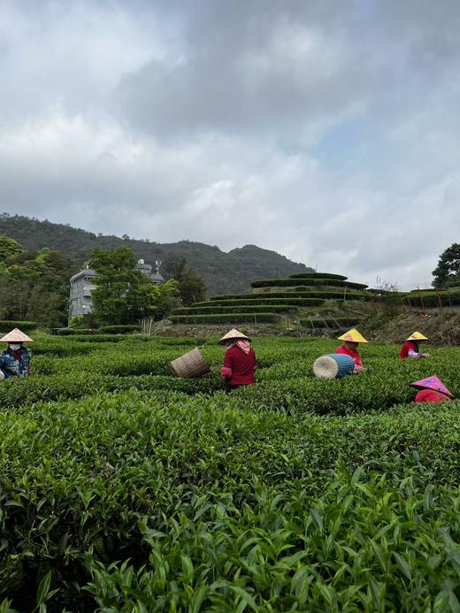 客家清凉山绿茶  头春嫩茶  传统工艺柴火炒制  香气浓郁  回甘持久 商品图3