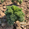 生态羽衣甘蓝粉 2盒/5盒 | 合作农友生产，来自河南郑州，生产者：梁贤峰 ＆【公平贸易农人定价】 商品缩略图12