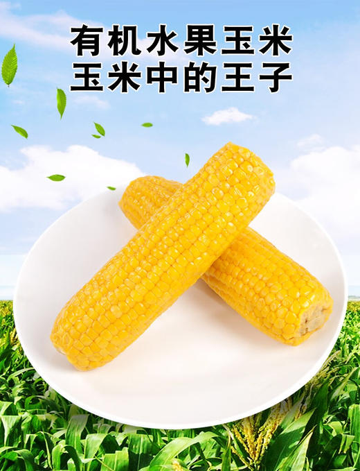 YXG有机水果玉米200克/支*6 商品图1