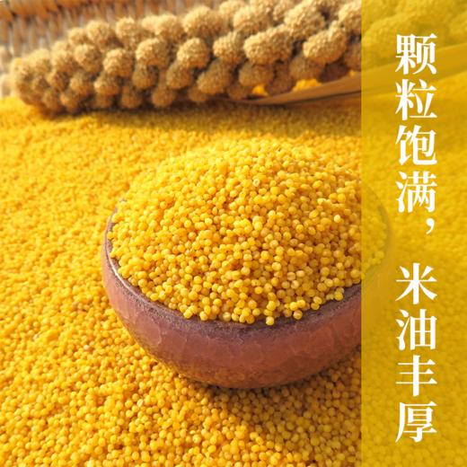 云南黄小米 高原种植日照时间长  米香清新 自然干净 金黄油亮 从源头到餐桌 多种吃法  香糯粘稠 商品图0