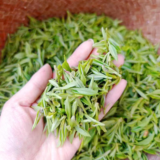 [25年新茶溯源直采]明前龙井200g方包礼盒装（赠试饮2包） 商品图2