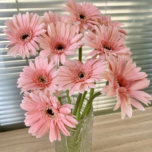 新鲜鲜花 非洲菊鲜切花 粉色/金色1把（可备注送货时间） 商品图0