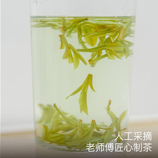 【清仓折扣】艾格吃饱了梅家坞西湖龙井茶叶2025明前采摘新茶正宗老树茶叶 商品图3