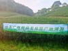 [25年新茶溯源直采]明前龙井200g方包礼盒装（赠试饮2包） 商品缩略图4