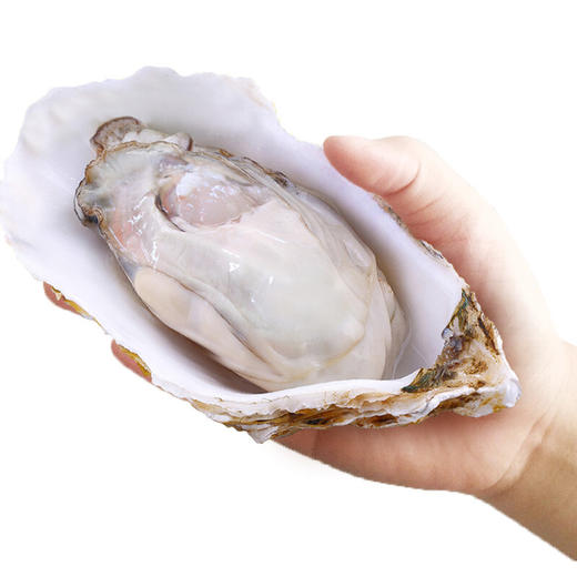 优选|鲜活乳山生蚝 鲜活到家  饱满可口 个大肉肥  5斤装 （带开蚝工具） 商品图1