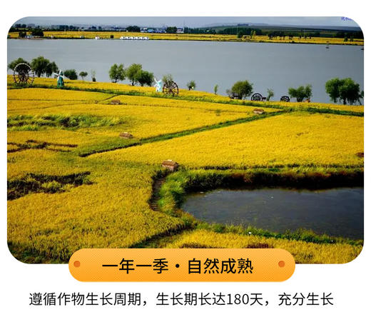 南梗46之父王才林亲自代言 零农残 极致软糯口感 零差评 商品图2