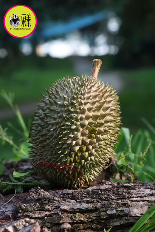 ✈️树熟空运【焦糖味榴莲】马来西亚🇲🇾D101奶油榴莲 鲜果❗4.5斤 商品图4