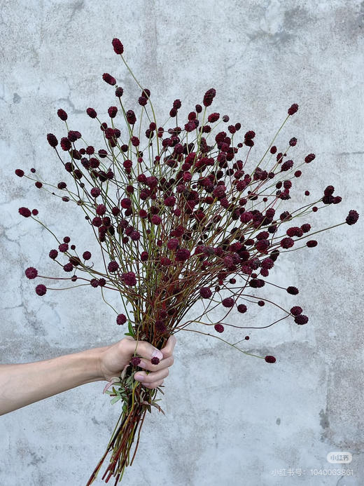 肯尼亚花材-【地榆】 商品图0