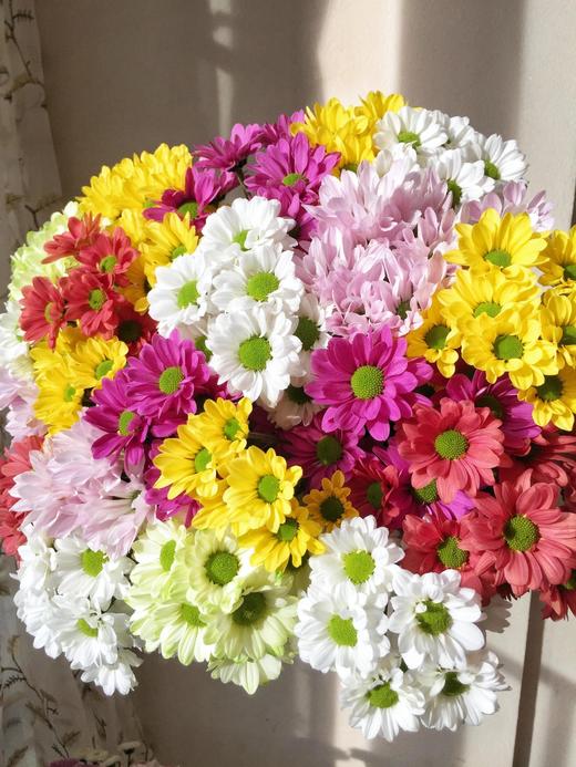 【夏日·待机王者】自选小菊 商品图2