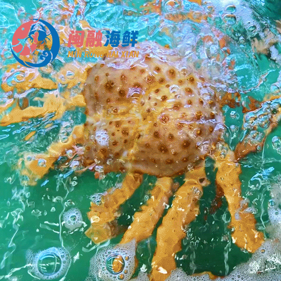 鲜活棕帝王蟹