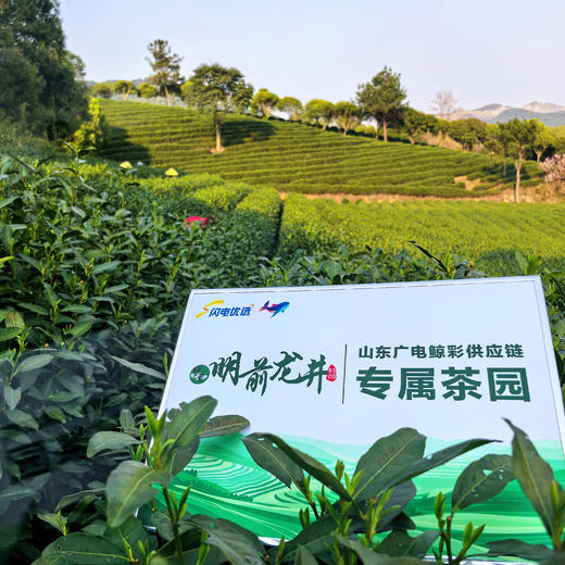 [25年新茶溯源直采]明前龙井200g方包礼盒装（赠试饮2包） 商品图1