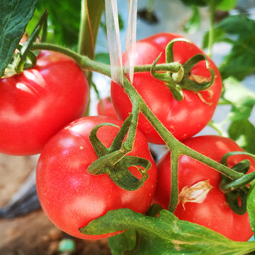 【分仓直发包邮】陕西普罗旺斯水果西红柿3斤小果（托盘装）（约15个）彩箱 商品图1