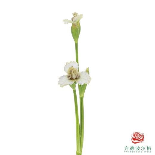 德国鸢尾-阿玛奇 1枝 商品图1