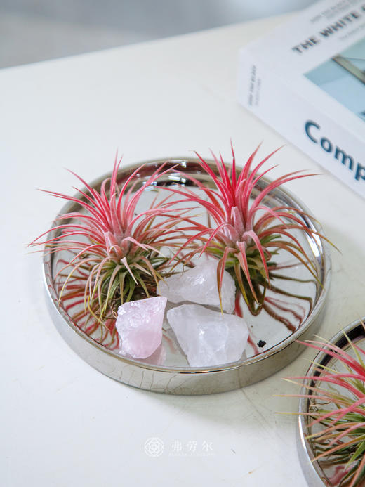 水晶空气凤梨 商品图4