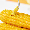 有机雪山玉米   糯甜饱满 玉米味  来自长白山黑土地 商品缩略图1