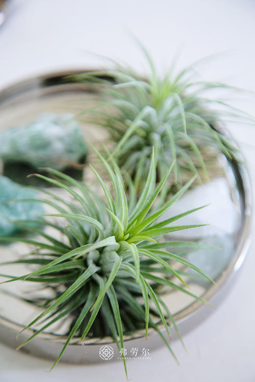 水晶空气凤梨 商品图2