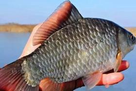 千岛湖鲫鱼17.8元/1条约400-500g打氧 ，明天到