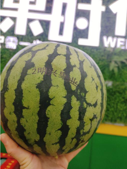 活动李明星西瓜一个 商品图1