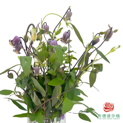 铁线莲 香芋奶茶10枝一扎 商品图1