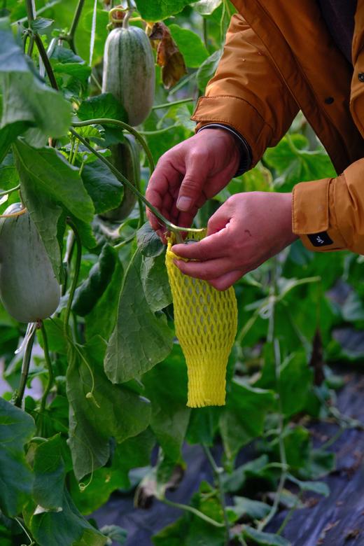 博洋甜瓜一箱（约4.5斤） 商品图2