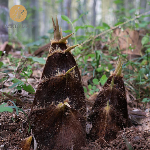 新品尝鲜：有机竹笋  3kg/份   全国配送（偏远地区除外） 商品图1