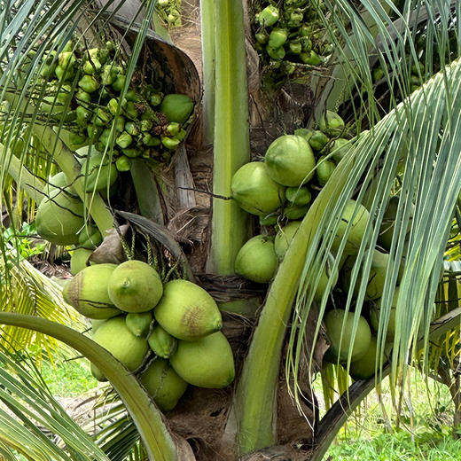 【分仓直发包邮】泰国香水椰青中果2个（约3-3.6斤）（送开椰器+吸管） 商品图2