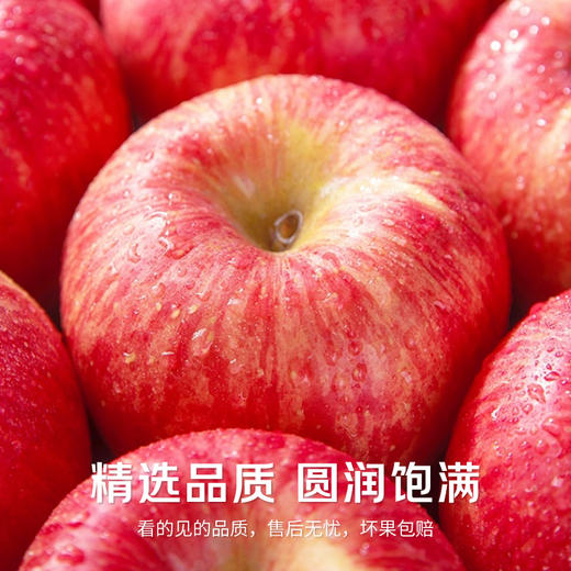 羊奶苹果，它来自山西万荣，当地果农坚持用新鲜羊奶、大豆蛋白营养液精心浇灌。咬上一口，瞬间被征服，它的果皮薄如蝉翼，果肉脆嫩，汁水丰沛，一口下去，爆汁感满满，甜度高达 17 度 商品图3