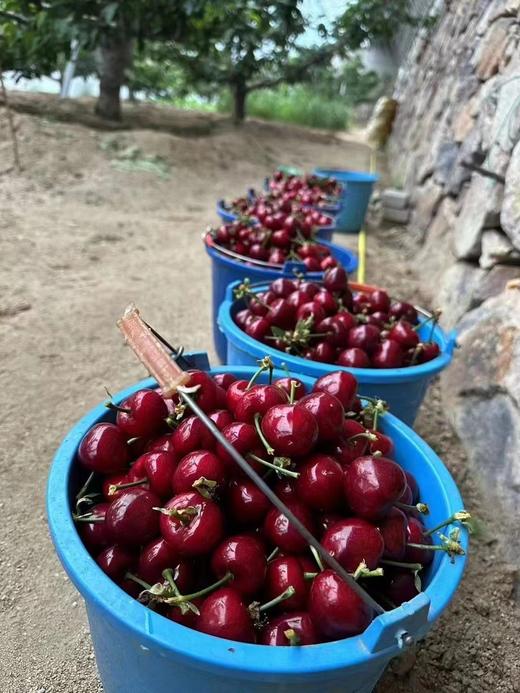 大连大樱桃 商品图4