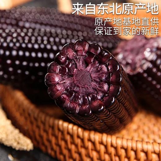 东北黑玉米10个/箱真空包装【龙菲精选】 商品图2