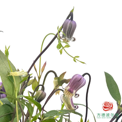 铁线莲 香芋奶茶10枝一扎 商品图2