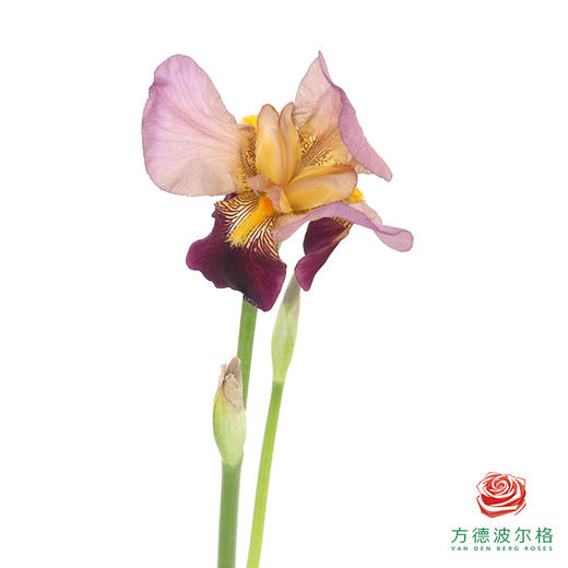 德国鸢尾-葡萄酒 1枝 商品图0