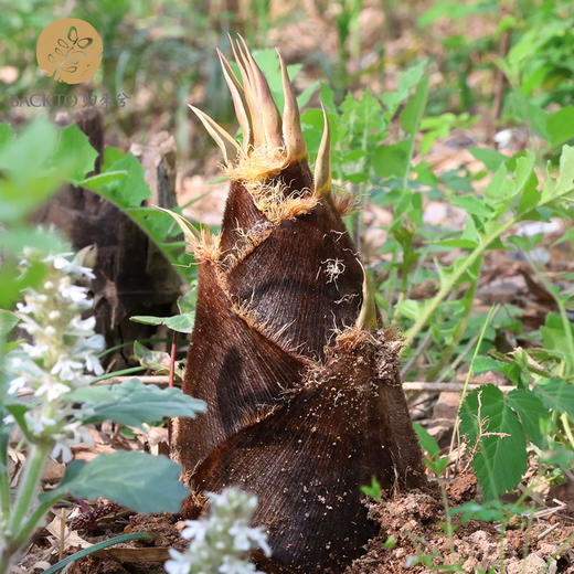 新品尝鲜：有机竹笋  3kg/份   全国配送（偏远地区除外） 商品图2