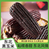 东北黑玉米10个/箱真空包装【龙菲精选】 商品缩略图0