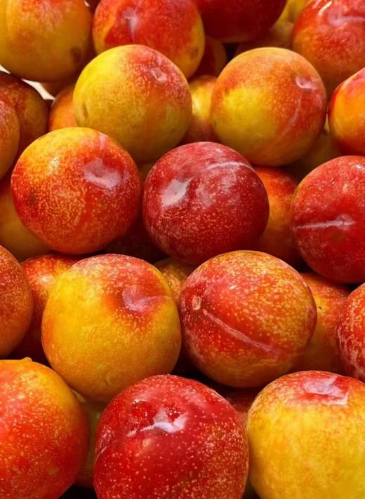 智利太阳李 商品图0