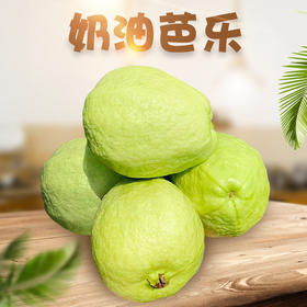 【分仓直发包邮】福建树上熟奶油芭乐3斤（6-10个）