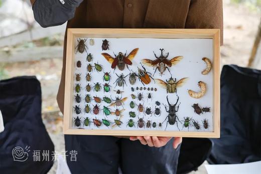 “探秘独角仙”半日昆虫独立营！季节限定，仅开4期，适合大班及以上儿童——春日徒步山林，探索昆虫，遇见幼虫，解锁童趣~~ 商品图6