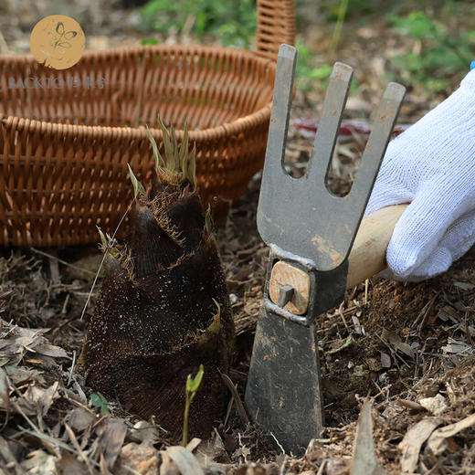 新品尝鲜：有机竹笋  3kg/份   全国配送（偏远地区除外） 商品图3