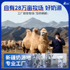 民族品牌 正宗达坂城纯骆驼乳粉 新疆驼奶粉 驼乳健康0添加营养好吸收 商品缩略图2