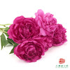 芍药 -大富贵 5枝/扎 商品缩略图1