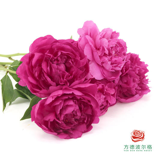 芍药 -大富贵 5枝/扎 商品图1