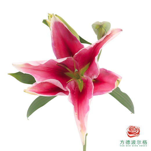 百合-红巴塞 商品图0